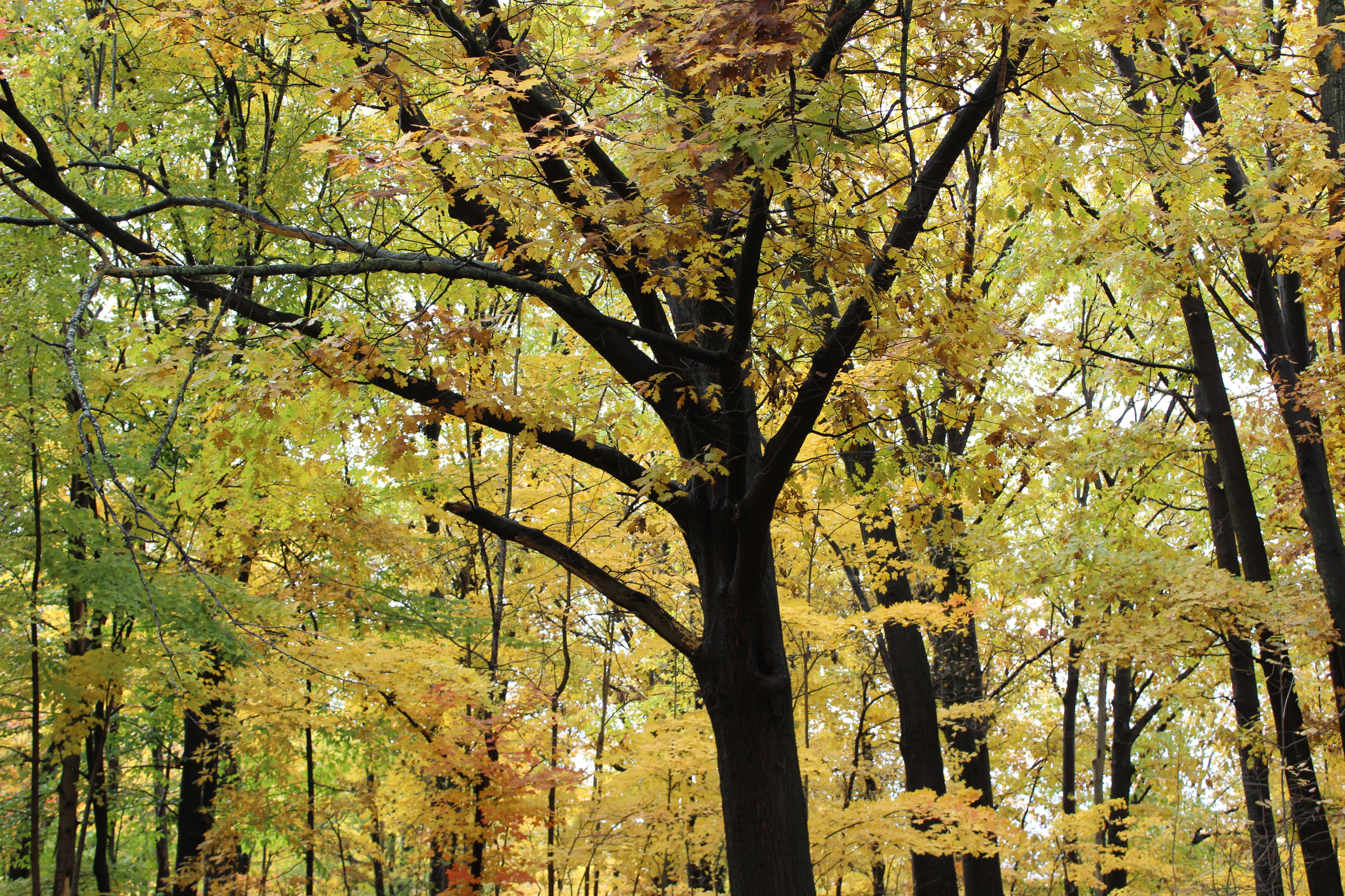 Fall Tree