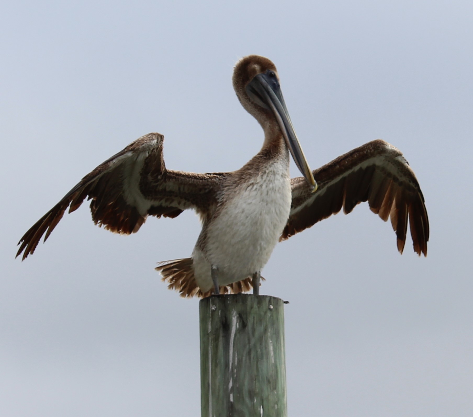 Dunedin Pelican